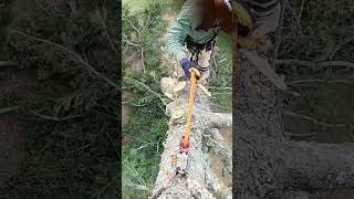 Tree POV of it being murdered treeremoval tree chainsaw treeclimbing treesurgeon [upl. by Melanie]