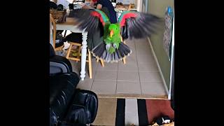 slow motion for me parrot flying training [upl. by Radbun]