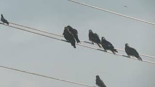 Black Kite Milvus migrans govinda Kathmandu Nepal 11 Sept 2024 34 [upl. by Retsam]