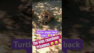 Tortoises Randomly do THIS at the zoo Too funny 🤣😁 reactions [upl. by Aney]