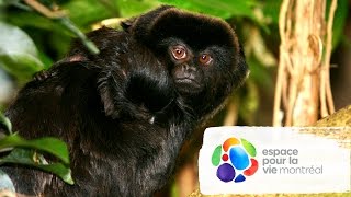 Callimicos du Biodôme  Goeldis monkeys at the Biodôme [upl. by Nnyltiak588]