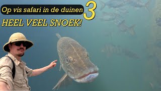 ZO VEEL SNOEK IN HELDER WATER  Op safari in de duinen 3 [upl. by Gnoc]