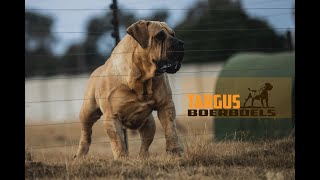 Targus RAM Boerboel South African Boerboel [upl. by Anicul757]