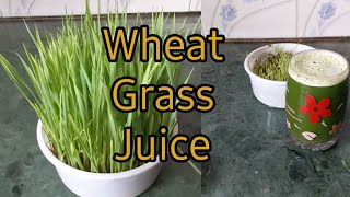 shortsHealthy Juice Recipe WheatGrass Juice [upl. by Yatnuhs]