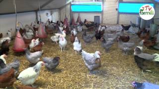 Les poules sont de retour [upl. by Stryker]