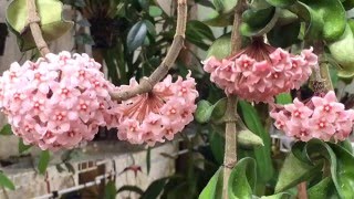 HOYA CARNOSA WITH MANY BLOOMS  CARE TIPS TO BLOOMING HOYA [upl. by Eelrefinnej]