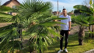 Zakończenie sezonu Pomiary palm Trachycarpus Fortunei Wagnerianus Butia Capitata Brahea Armata [upl. by Naes]