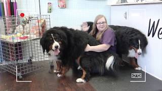 Bernese mountain dog grooming w haircut owner request [upl. by Lanni371]