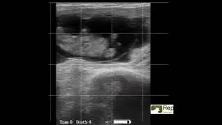 Ultrasonography of uterin cattle [upl. by Chapin52]