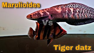 Channa maru VS ikan Tiger Datz [upl. by Arihsa]