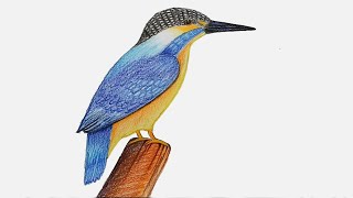 How to draw Kingfisher step by step very easy [upl. by Winnick]