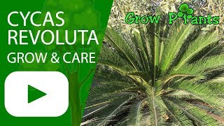 Cycas revoluta  grow amp care [upl. by Ynohta]