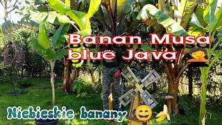 Bananowiec Musa blue Java wykopywanie Niebieskie banany w Polsce 😄🤦 Hit czy mit [upl. by Attelrac161]