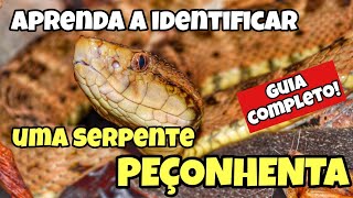 COMO IDENTIFICAR UMA SERPENTE PEÇONHENTA  APRENDA A IDENTIFICAR COBRAS VENENOSAS [upl. by Rriocard]