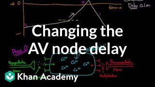 Changing the AV node delay  chronotropic effect  NCLEXRN  Khan Academy [upl. by Salter]