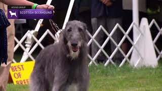 Scottish Deerhounds  Breed Judging 2021 [upl. by Reivilo567]