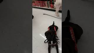 service dog knows hes doing good ♥️ servicedogs servicedogtraining assistancedog guidedog [upl. by Bethanne83]