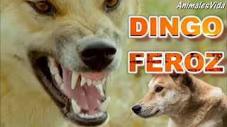 ÉSTE ES EL LEGENDARIO PERRO SALVAJE DE AUSTRALIA  EL DINGO [upl. by Huey]