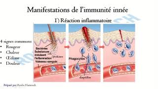 Le Système Immunitaire la réponse immunitaire non spécifique [upl. by Diao541]