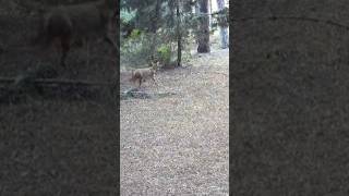 ÇAKAL ORMANDA GEZİYOR youtubeshorts keşfet çakal jackal wildlife trailcam nature dog [upl. by Puri217]