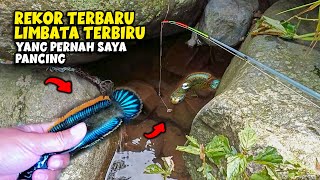 REKOR BARU‼️Mancing Channa LIMBATA Berwarna BIRU di Sungai yang Ada Channa Limbatanya [upl. by Kcirddec962]