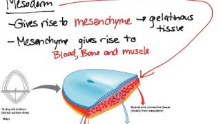 Embryonic Tissues [upl. by Holmes249]