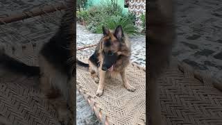 Giant German shepherd dog shorts viral [upl. by Ssalguod]