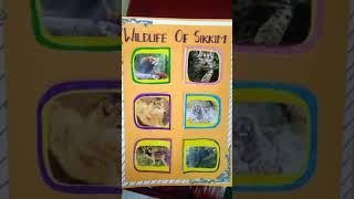 Art Integrated Project  Chart On Sikkim  Science Topic  Wildlife [upl. by Jea]