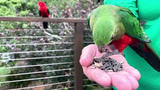 Mavis handfeeding a female King Parrot Kincumber [upl. by Noble595]