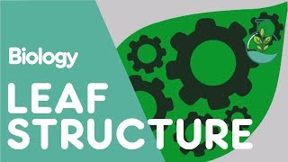Structure Of The Leaf  Plant  Biology  The FuseSchool [upl. by Ltsyrk]