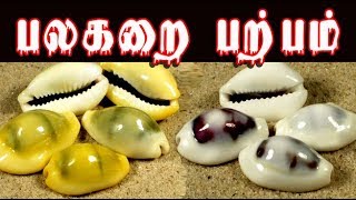 cypraea moneta பலகறை யின் மருத்துவம் palagarai parpam uses [upl. by Odlonyer434]