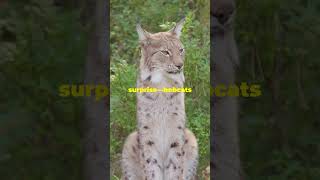 Bobcats Unveiled Cute Fierce and Surprisingly Playful [upl. by Hasen532]