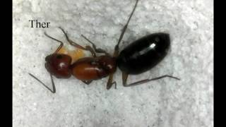 Solenopsis invicta amp camponotus Sp [upl. by Neel]