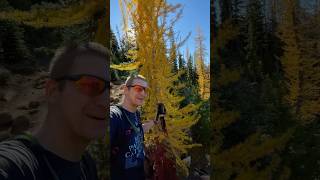 The larches are amazingly glowing part 1 larch hike pnw explore [upl. by Riabuz]