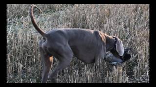 Bo the Weimaraner Hunting Adventures Duck Season [upl. by Ahsinrats]