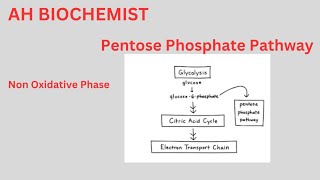 Pentose Phosphate PathwayHexose Monophosphate ShuntClass 11biology HMP ShuntOxidative Phase [upl. by Oribelle980]