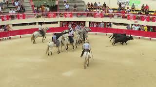 Mauguio 2024  Spectacle douverture de la course camarguaise du 13 Août 2024 [upl. by Lanae]