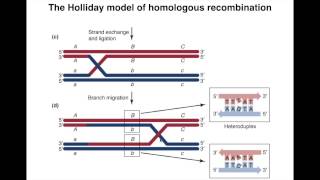 Homologous Recombination I [upl. by Landon]