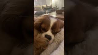 Maple sleepyhead song puppy dog agooddaytobeadog animals maple [upl. by Joyann]