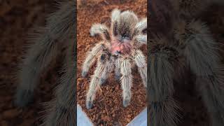 Grammostola porteri pająk ptaszniki animals tollspiders [upl. by Heinrik]