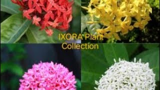 Ixora Flower Plant Collectionsubscribemychannel  Gaming amp Gardening vlogs ☘️🍀 [upl. by Jo Ann]