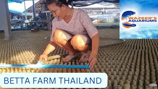 Betta Farm Thailand [upl. by Rothberg]