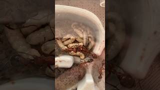 Bull ant eggs amp larvae shorts ants [upl. by Aldus643]