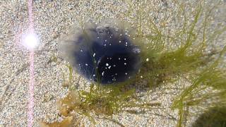 Tiny Blue Jelly fish Cyanea lamarckii alive in rockpool [upl. by Arama230]