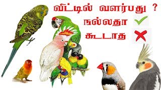 pet birds living in home right or wrong in Tamil budgies finches cockatiel loveird birdstamil [upl. by Milson672]