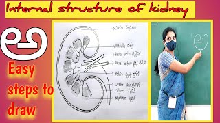 Internal structure of kidney drawing  Internal structure of kidney diagram  LS of kidney [upl. by Body]