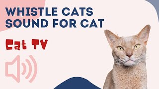 WHISTLE CAT CALL ˶•ﻌ•˵ Sounds that attract cats 🐱 Your cat will come running to you CAT TV [upl. by Muffin490]