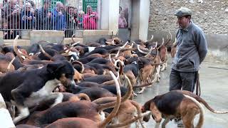 Feeding the Hounds at Frances Châteaux Cheverny [upl. by Enyleve]