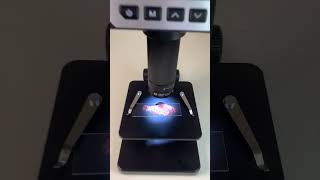 ROGNONS de boeuf au microscope 😱 bestvideo fyp microscope pourtoi satisfyingvideo [upl. by Rennug849]