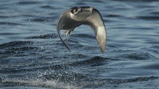 INCREDIBLE FLYING RAYS [upl. by Esaj605]